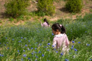 flower-bush-6259649_1920